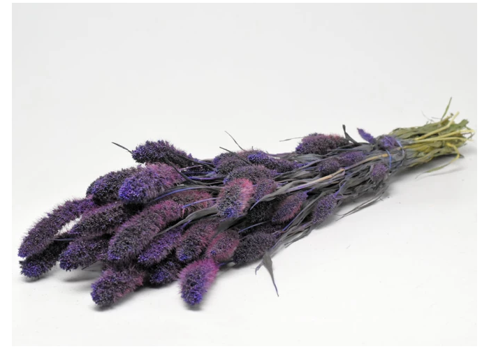Botte de Setaria séché violet - Decofleur