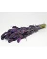 Botte de Setaria séché violet - Decofleur