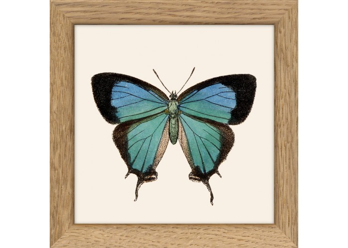 Affiche Papillon bleu et noir avec cadre 15x15 - The Dybdahl Co.