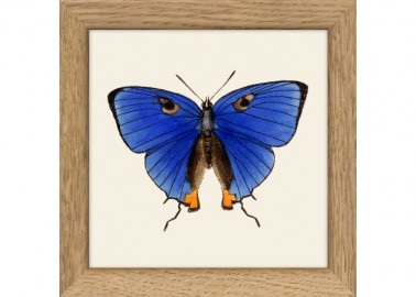 Affiche Papillon bleu avec cadre 15x15 - The Dybdahl Co.