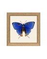 Affiche Papillon bleu avec cadre 15x15 - The Dybdahl Co.