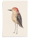Affiche Oiseau n°18 - Valentine Hébert