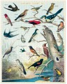 Puzzle 1000 pièces - Oiseaux d'Audubon - Affiche - Cavallini