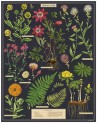 Puzzle 1000 pièces - Herbarium - Affiche - Cavallini