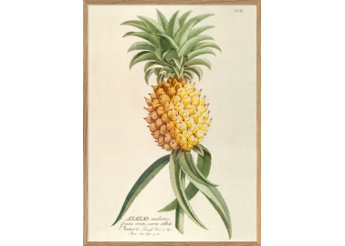 Affiche Ananas Aculeatus 30x40 - The Dybdahl Co.