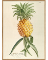 Affiche Ananas Aculeatus 30x40 - The Dybdahl Co.