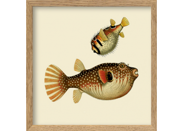 Affiche Deux poissons beiges avec cadre 15x15 - The Dybdahl Co.