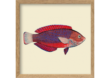 Affiche Poisson rouge avec cadre 15x15 - The Dybdahl Co.