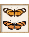 Affiche Deux papillons oranges avec cadre 15x15 - The Dybdahl Co.