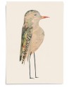 Affiche Oiseau n°48 - Valentine Hébert