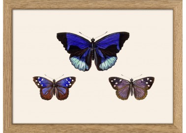Affiche Trois papillons bleus et violets 15x21 - Cadre - The Dybdahl Co.