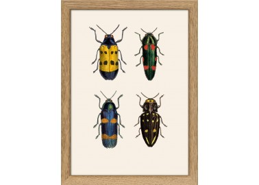 Affiche Quatre insectes 15x21 - Cadre - The Dybdahl Co.