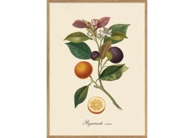 Affiche Bigarrade Violette 30x40 - Cadre bois - The Dybdahl Co.
