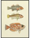Affiche Trois poissons orangés 30x40 - Cadre noir - The Dybdahl Co.