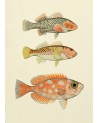 Affiche Trois poissons orangés 30x40 - The Dybdahl Co.