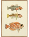 Affiche Trois poissons orangés 30x40 - Cadre bois - The Dybdahl Co.