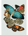 Affiche Papillons 30x40 - The Dybdahl Co.