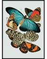 Affiche Papillons 30x40 - Cadre noir - The Dybdahl Co.