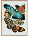 Affiche Papillons 30x40 - Cadre bois - The Dybdahl Co.