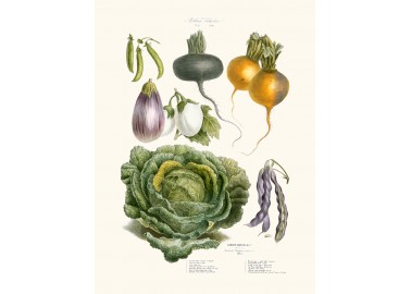 Affiche Légumes anciens - Salam Editions