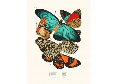 Affiche Papillons Séguy - Salam Editions