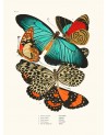 Affiche Papillons Séguy - Salam Editions