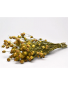 Botte de Nigelle séchée jaune 45cm - Decofleur