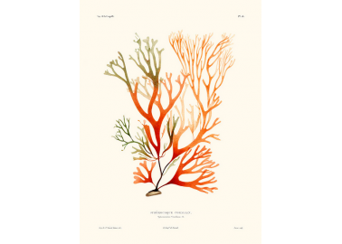 Affiche Sphérocoque corallin - Salam Editions