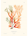 Affiche Sphérocoque corallin - Salam Editions