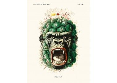 Affiche Béto Val - Kactus Kong - Salam Editions