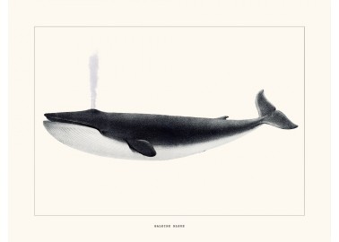 Affiche Baleine bleue - Salam Editions