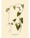 Affiche Aristolochia 30x40 - The Dybdahl Co.