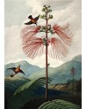 Affiche Tree of flowers 30x40 - The Dybdahl Co.