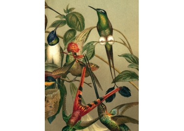 Affiche Hummingbirds 30x40 - The Dybdahl Co.