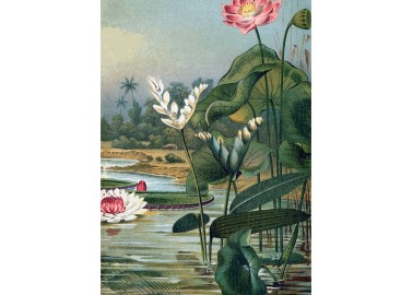 Affiche Water Plants 30x40 - The Dybdahl Co.